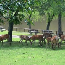 鹿も行動範囲です