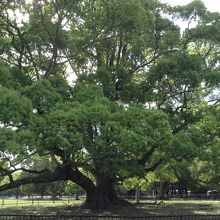 寄らば大樹の陰！