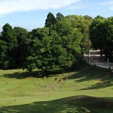 鹿のファミリーが見えます