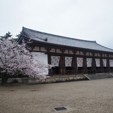 大きな桜が咲いていました