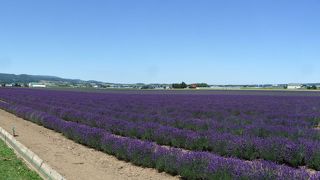 お薦めラベンダー畑
