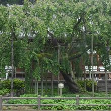 本堂はしだれ桜の緑に隠れるようにしていました。