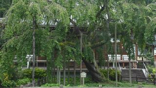 樹齢360年のじだれ桜の巨樹は市の天然記念物。