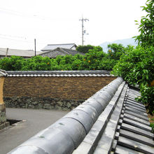 かんきつ公園には夏みかんも。