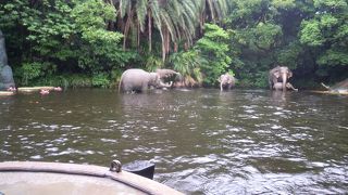 動物がたくさん