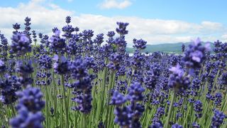 ラベンダーバスに乗るならここです！