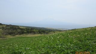 礼文の美しい花々と利尻富士の絶景満喫のコース