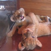 動物ふれあい広場でライオンの赤ちゃんに癒される