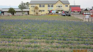 ５月末は早すぎた