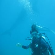 セブ島で、世界一大きなサメ【ジンベイザメ】とダイビング！