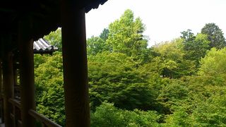 青紅葉が素晴らしい