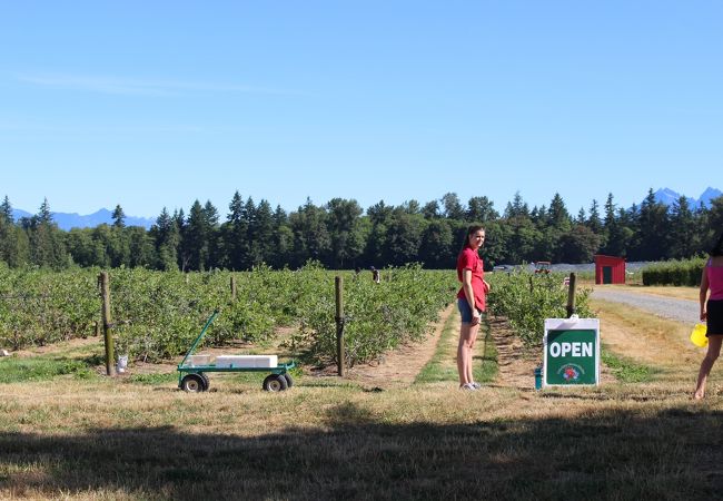 Driediger Farms Market