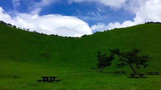夏は緑がきれい