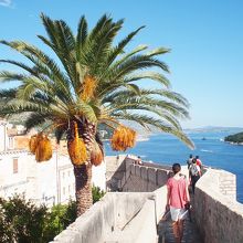 カナリー椰子の木もありました
