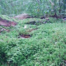 苔が有名？みたいでした。