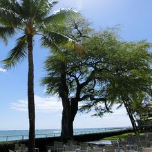 樹齢１００年を超す「キアヴェ」の木。