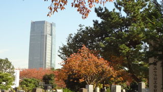 墓地越しに高層ビルが望めます