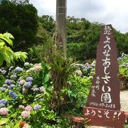 沖縄の山中に　紫陽花(あじさい)の群生