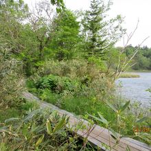 遊歩道と沼
