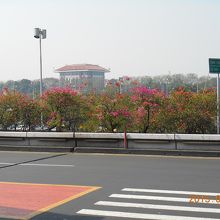 花壇のブーゲンビリヤ