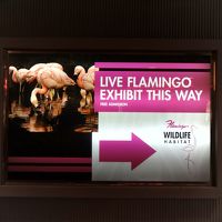 ホテル内にはフラミンゴがいます。