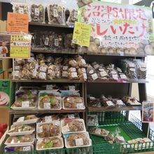 シイタケも品種が有るんですね