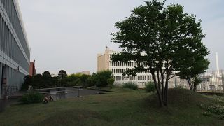 たぬきのいる屋上庭園です