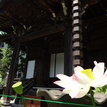 蓮もほんのすこし