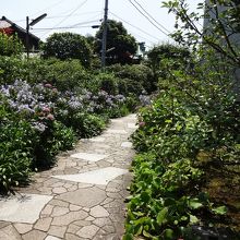 花がいつもあります