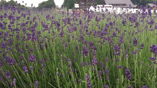 見頃は8月ですね