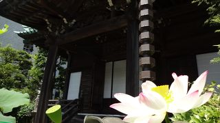 駅近の花にあふれるおめんめさま