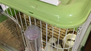 お土産のお菓子が豊富