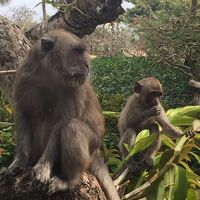 ロビー敷地内に猿の親子が出没してました
