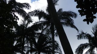 ここだけジャングル