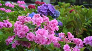 眼鏡橋周辺の川沿いの公園