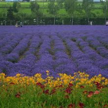 倖の畑（ラベンダー）