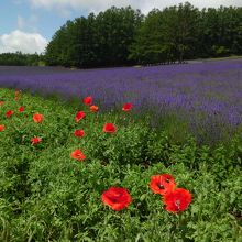 ポピーとラベンダー