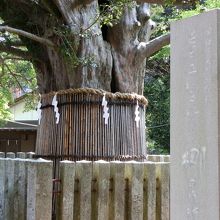 御神木の梛。向えに熊野神宝館があります。