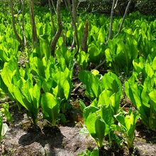 …木漏れ日を浴びる新緑の葉が緑の炎のようでした。