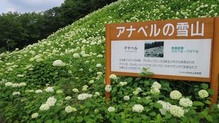 アナベルの雪山