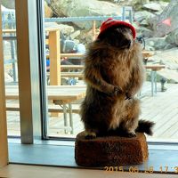 食堂にあるマーモットの人形