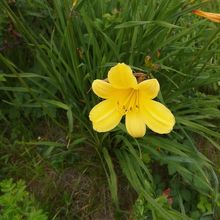 エゾスカシユリ