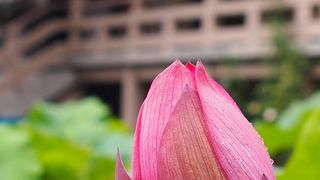 蓮の時期でした