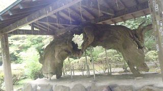 湖底に沈んだ樹木