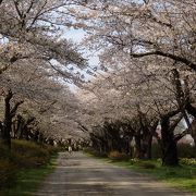 東北三大桜名所☆北上展勝地