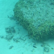 サンゴの周りに小さな魚がチラホラ