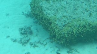 黄色い旗が立っていました。