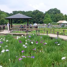 今年は菖蒲が少なかったです