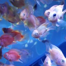 雰囲気のいい水族館