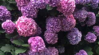 ブルーの紫陽花